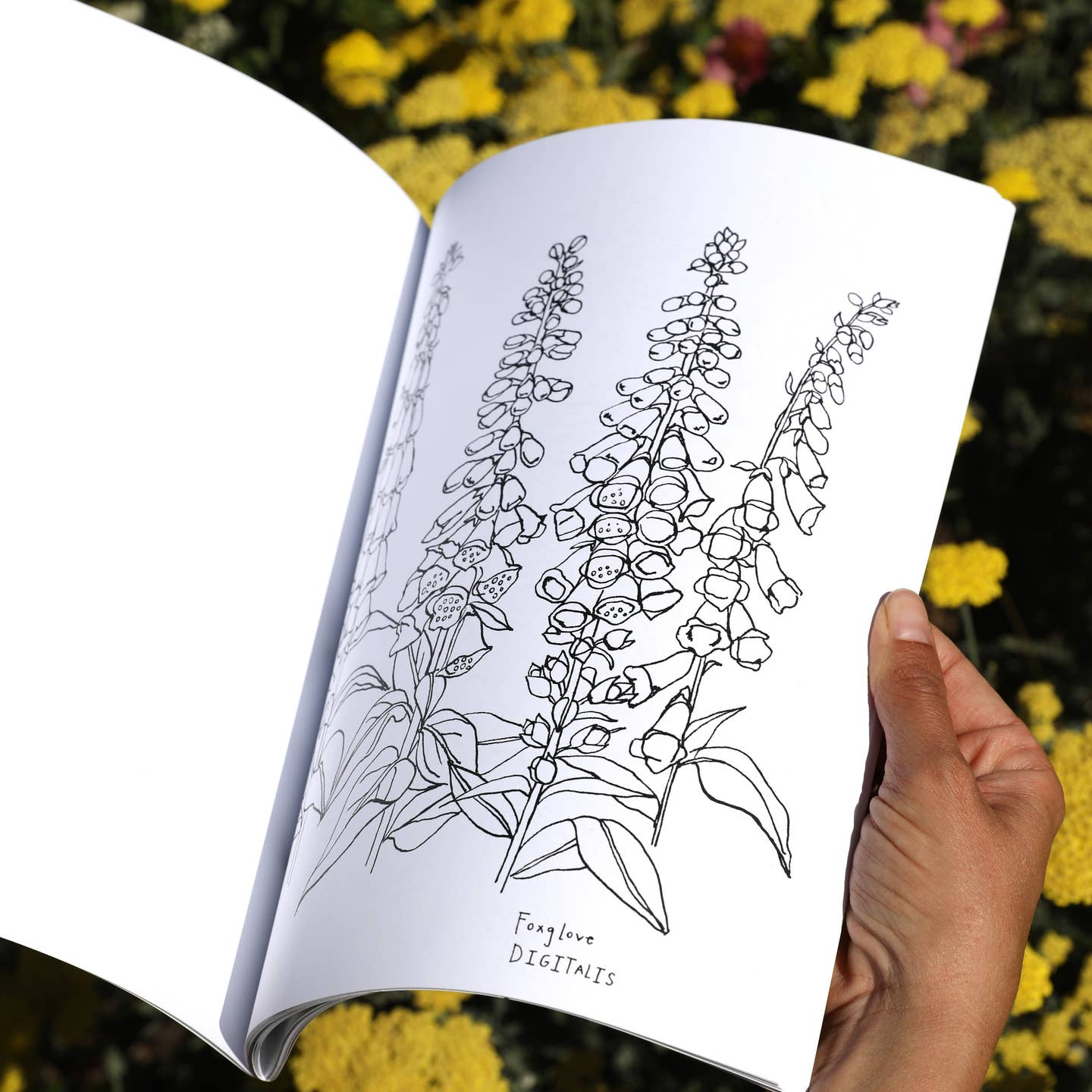 Buds Along the Path Coloring Book
