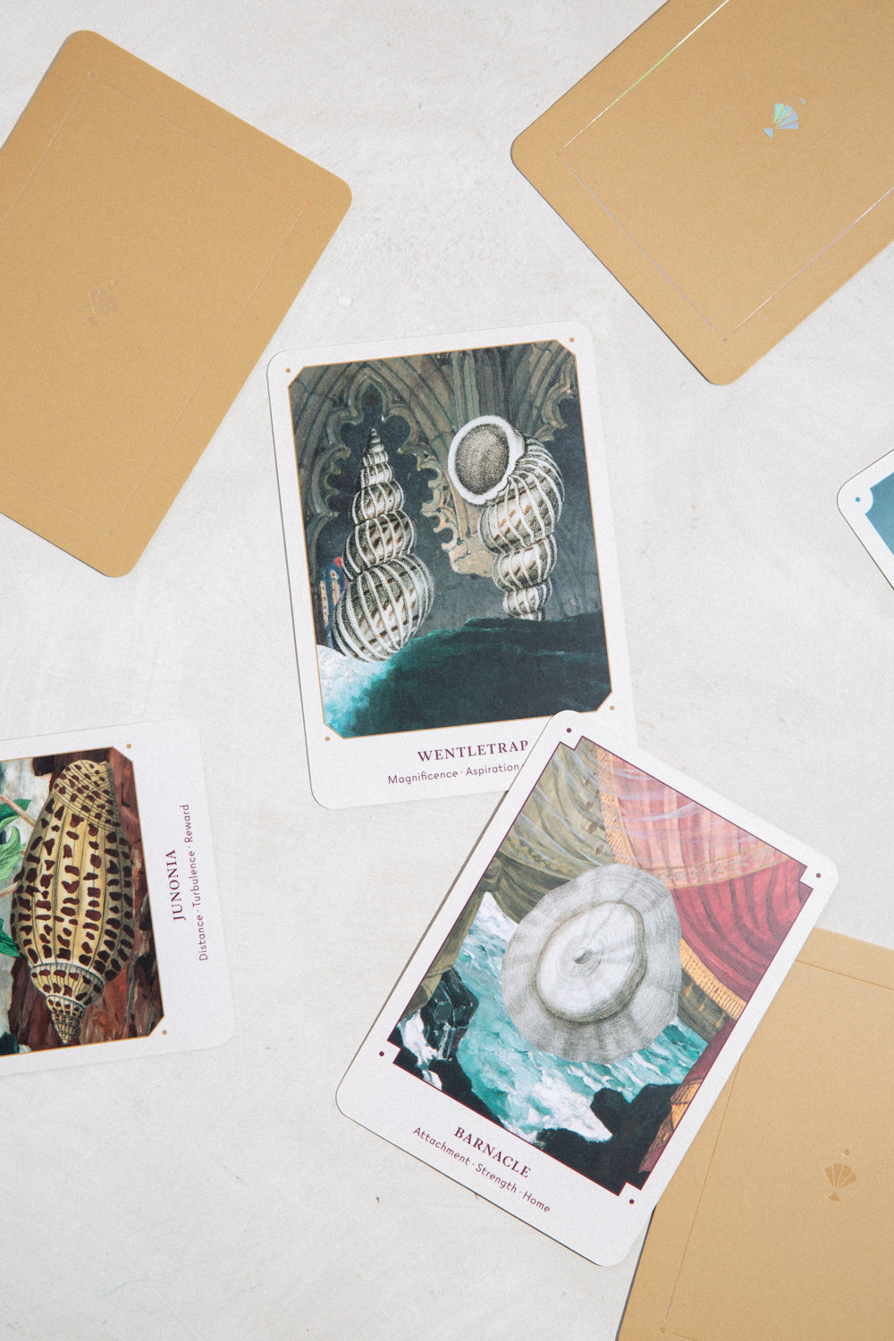 Sea Shell Oracle Pathfinder Seashell Oracle Deck – Earthen
