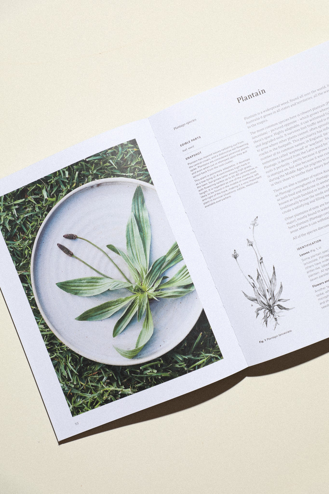 Eat Weeds: A Field Guide To Foraging