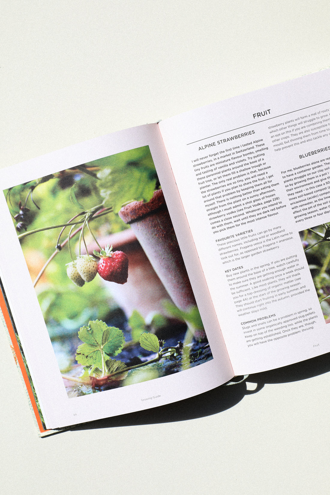 Grow Fruits and Vegetables in Pots Earthen