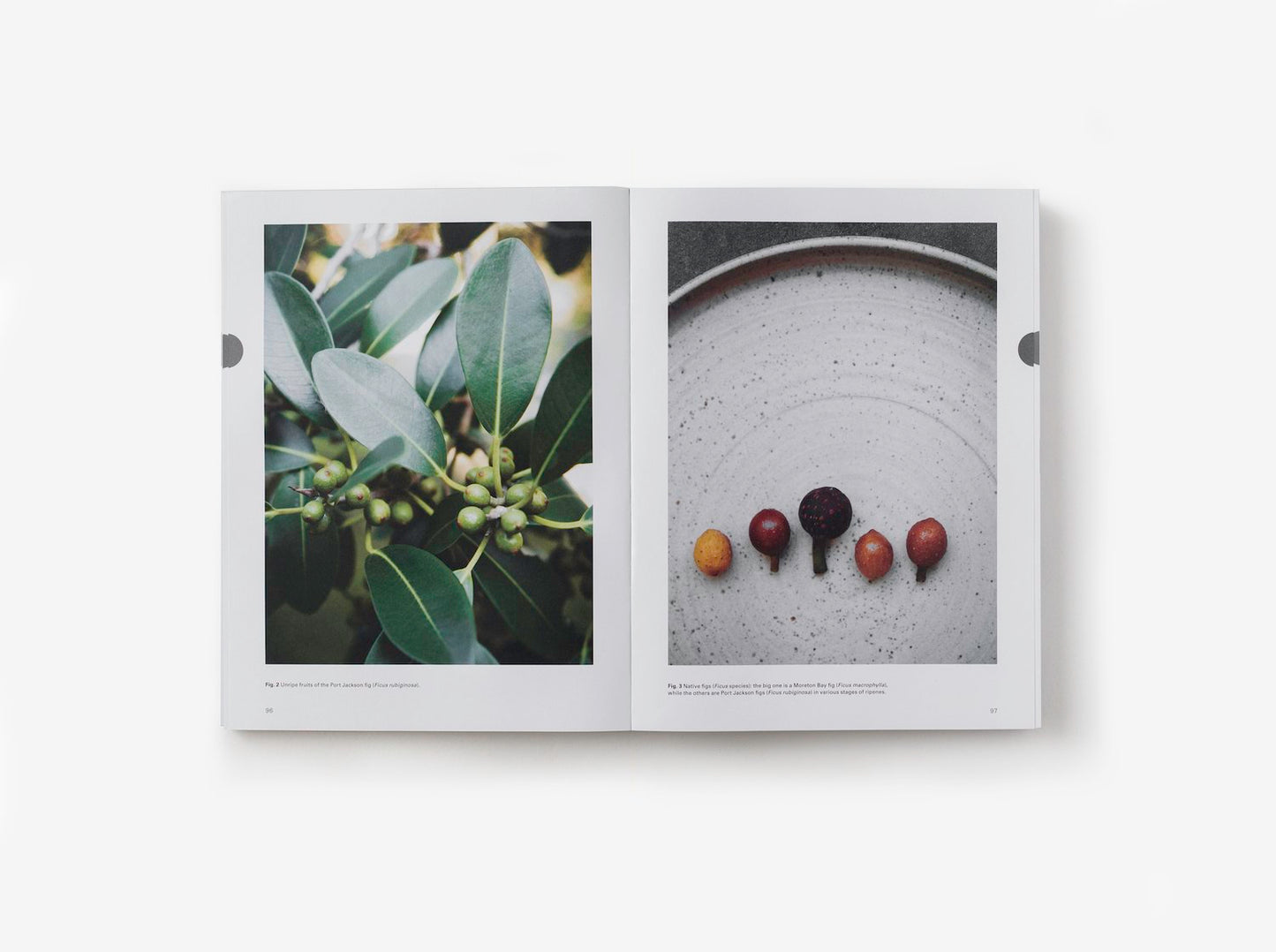 Eat Weeds: A Field Guide To Foraging