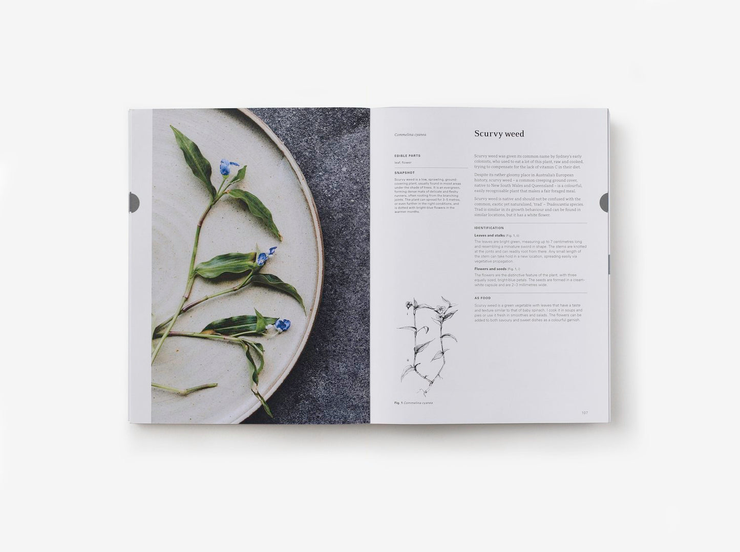 Eat Weeds: A Field Guide To Foraging