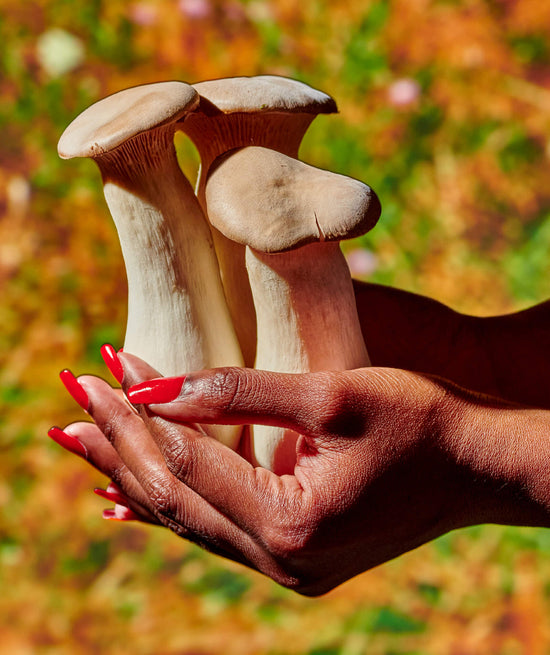 Mushroom Magic Tincture
